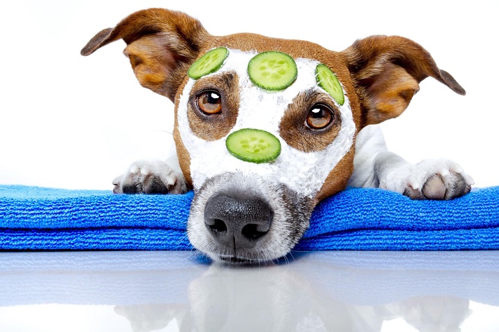 Just Right Pet Styling