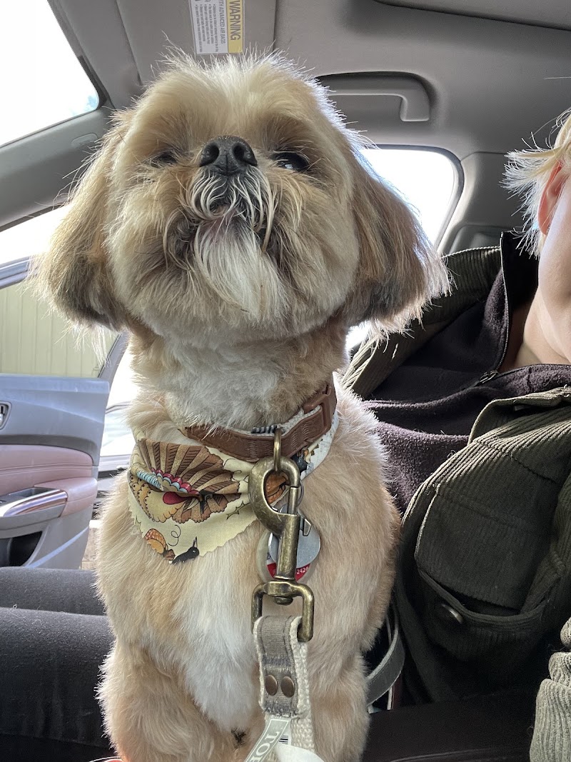 Just Right Pet Styling