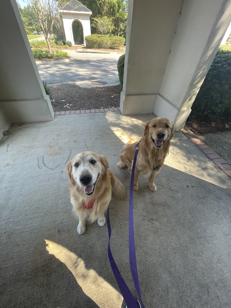 Always Home Pet Sitting & Dog Walking