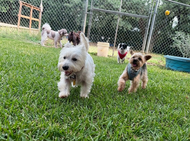 Walks And Wags, Inc