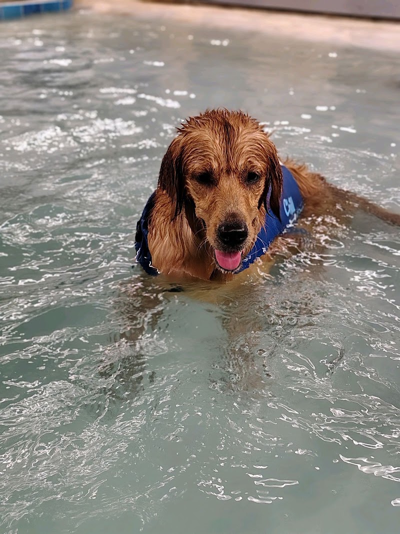 Walks And Wags, Inc