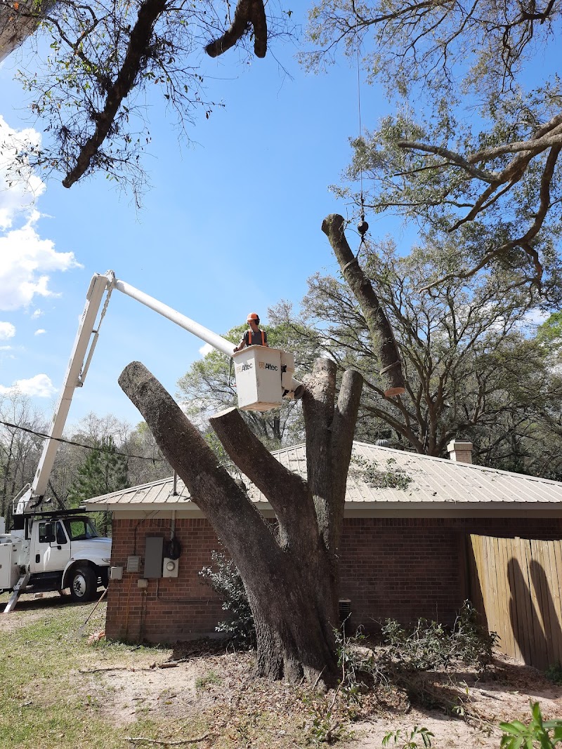 Cain's Tree Service