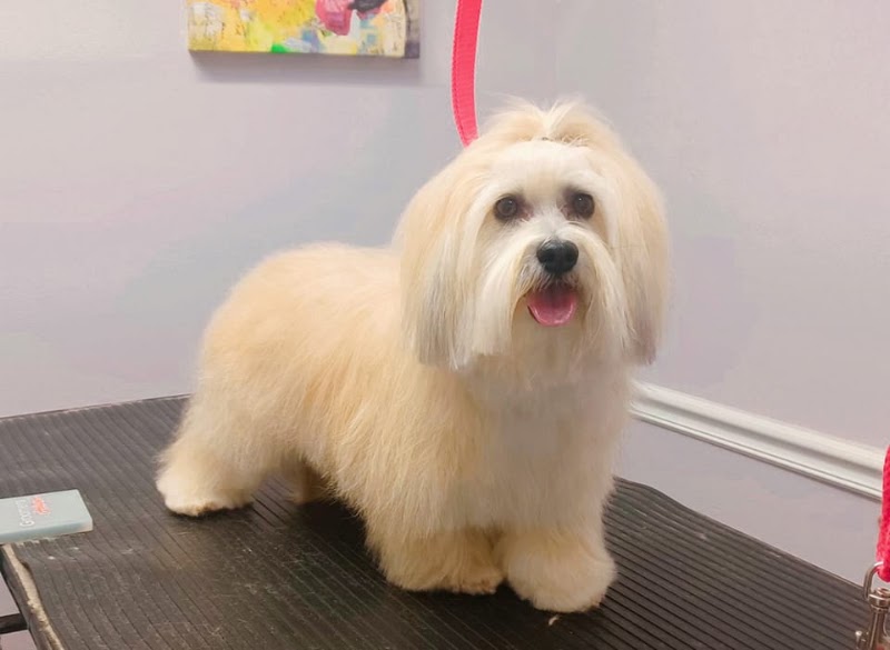 Paws on Pinehill LLC