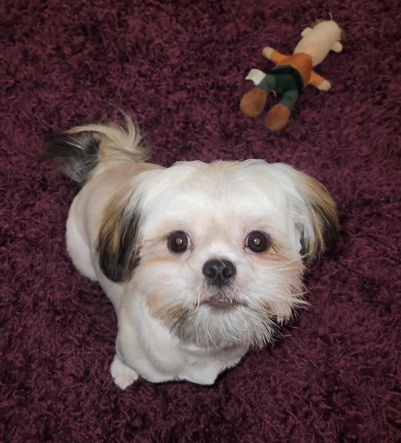 Adorable Do's Pet Grooming