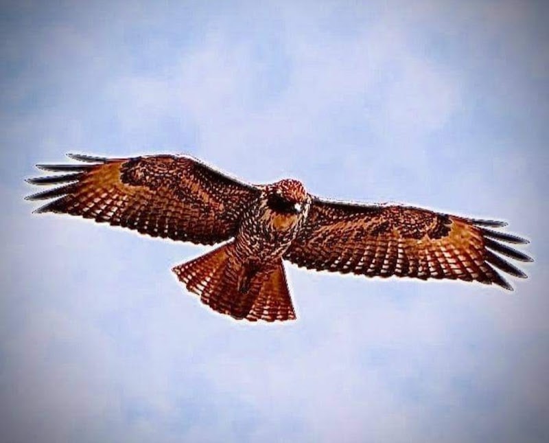 The Hawk Law Firm, P.C.