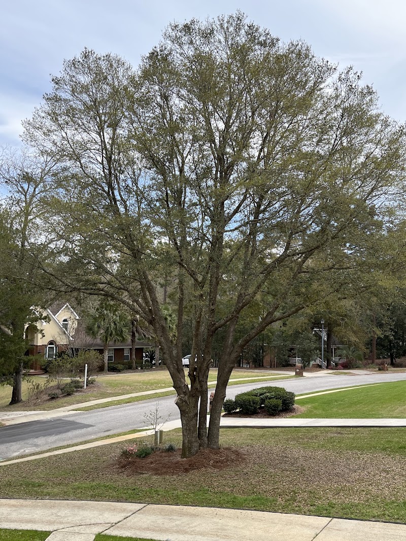Allstate Tree & Trim