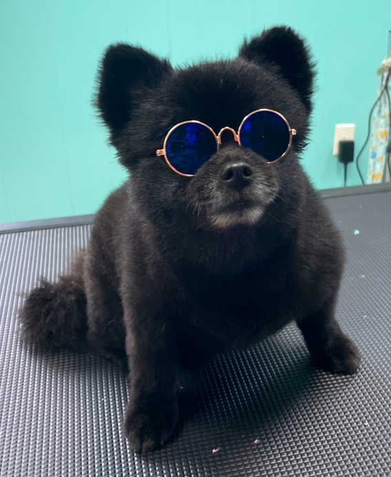 Lola Bell's Pet Facility