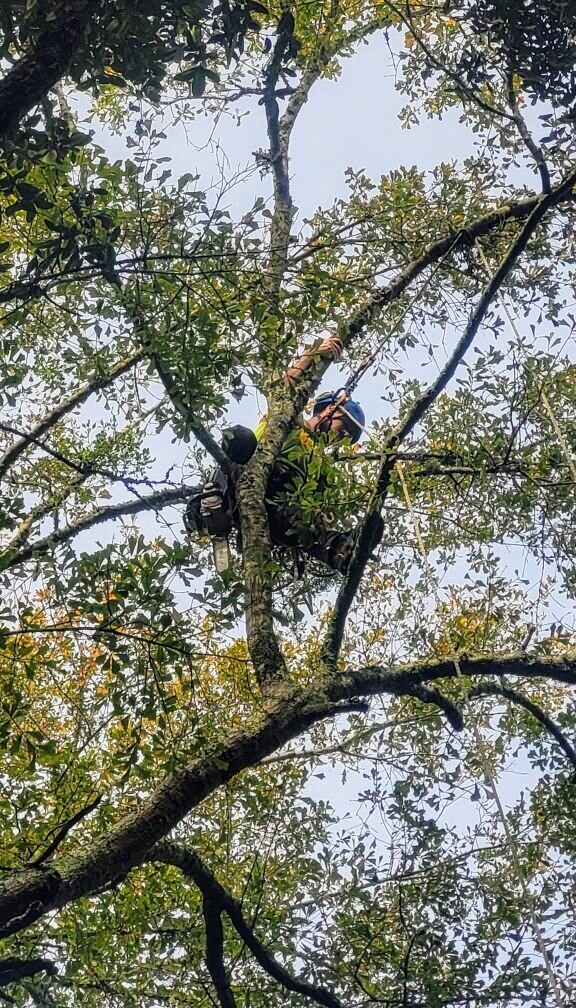 Ascent Tree Works