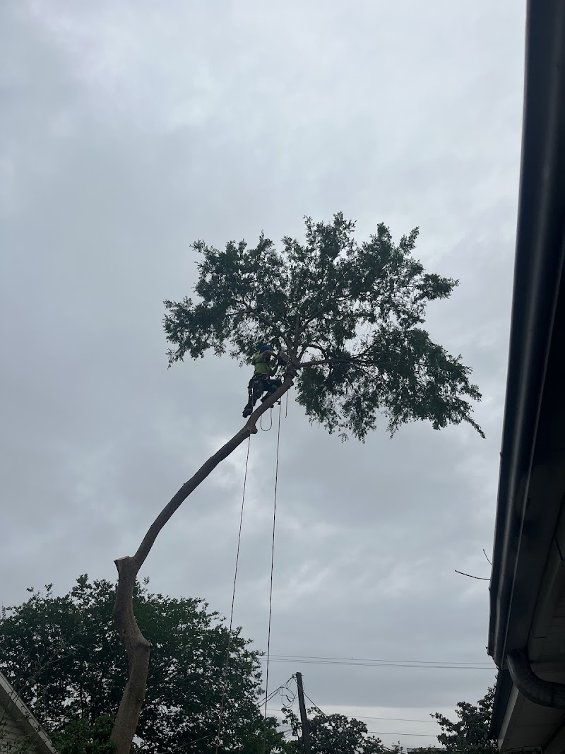 Ascent Tree Works