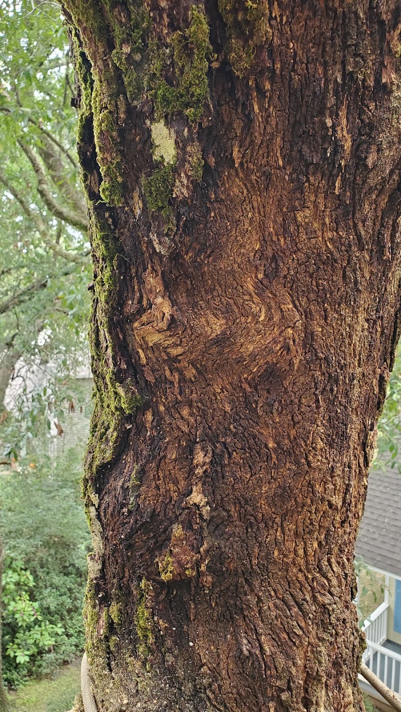 Ascent Tree Works
