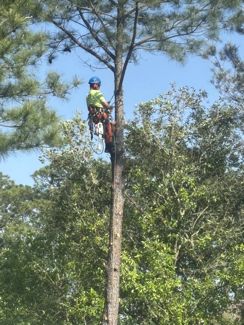 Ascent Tree Works