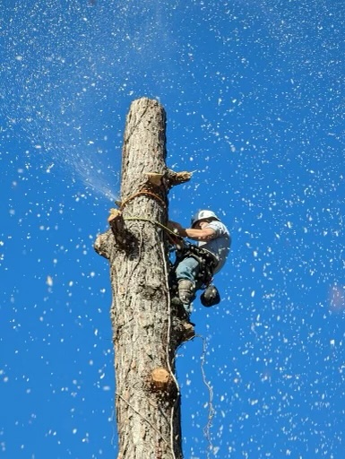 Coastal Tree Co.