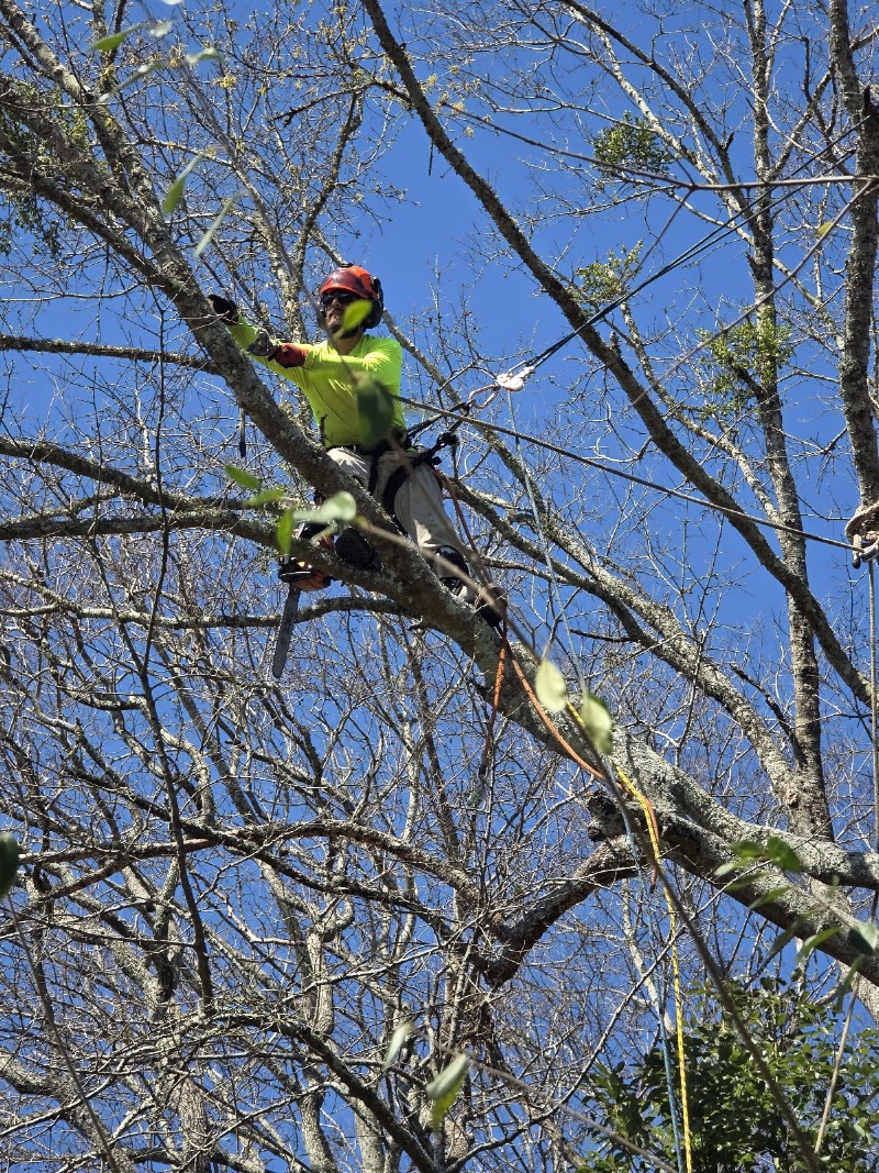 Coastal Tree Co.