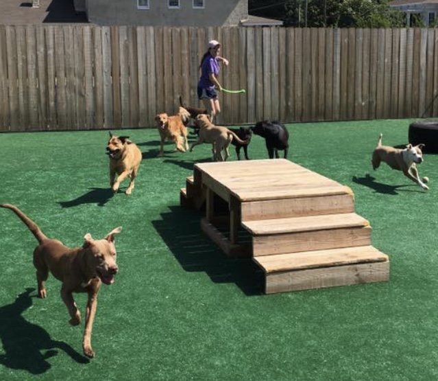 Port City Pups