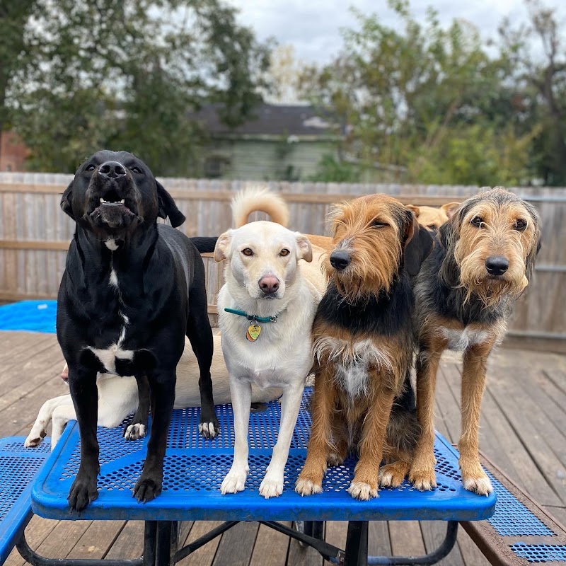 Port City Pups