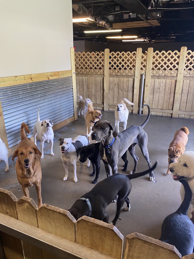 Port City Pups