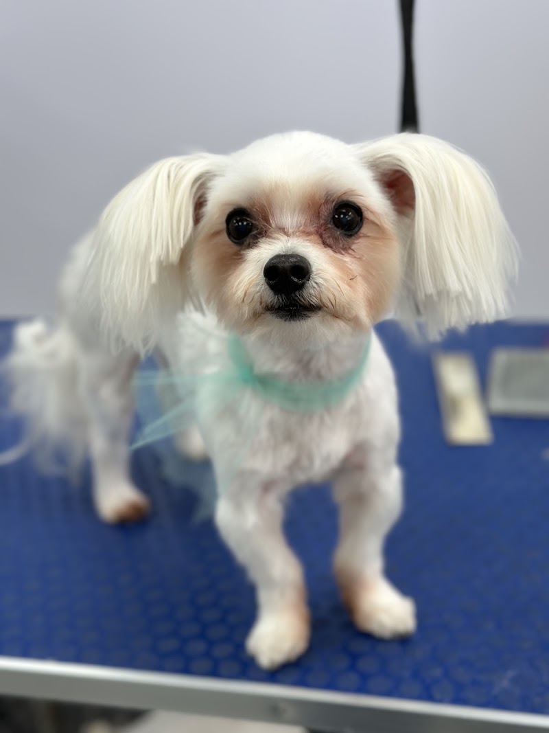 The Dogspaw Grooming Salon LLC