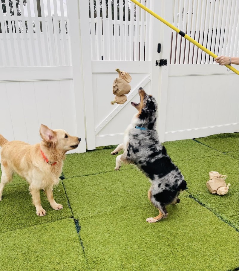 Camp Bow Wow West Mobile