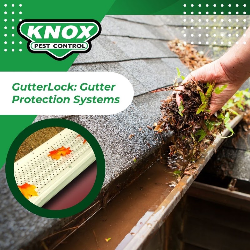 Knox Pest Control - Mobile