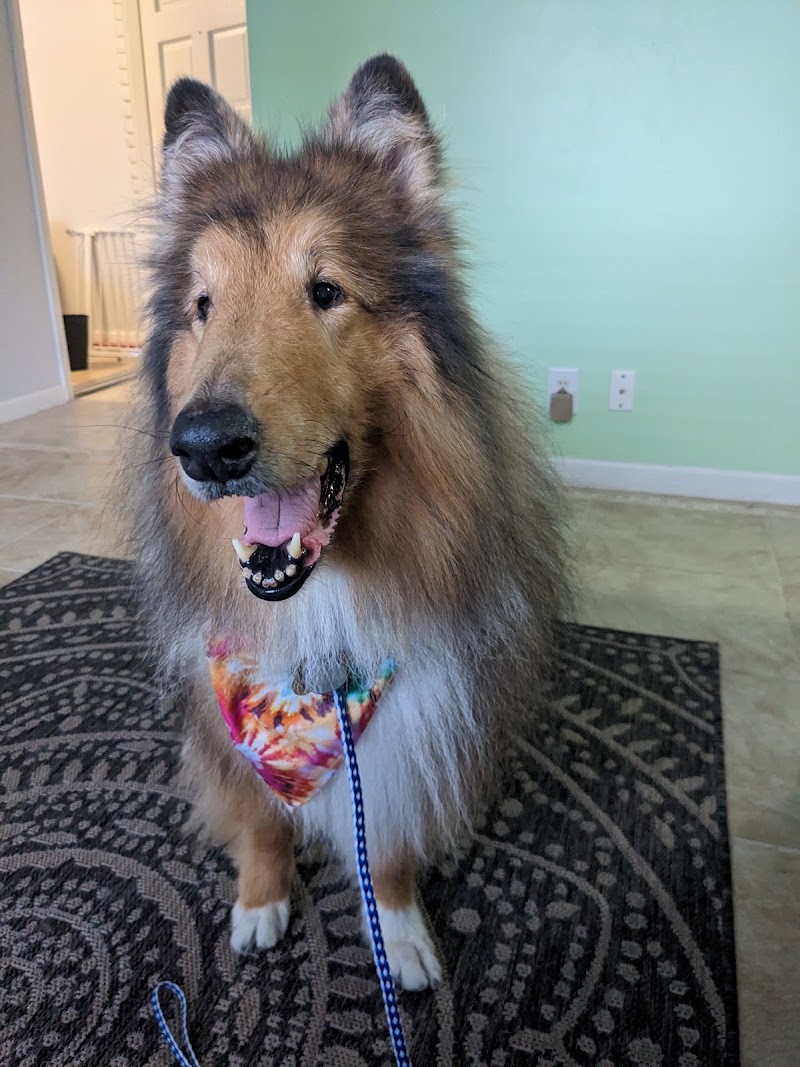ReBarkable Vibes Dog Spa