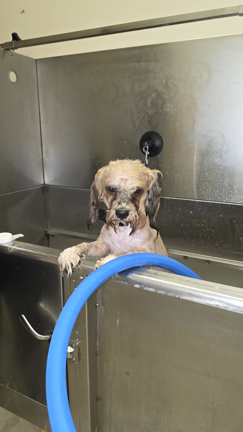 ReBarkable Vibes Dog Spa