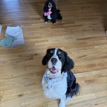 C & S Pet Grooming
