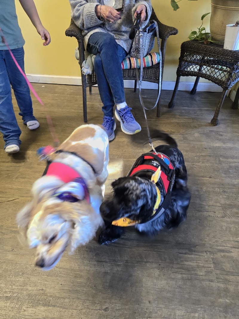 C & S Pet Grooming