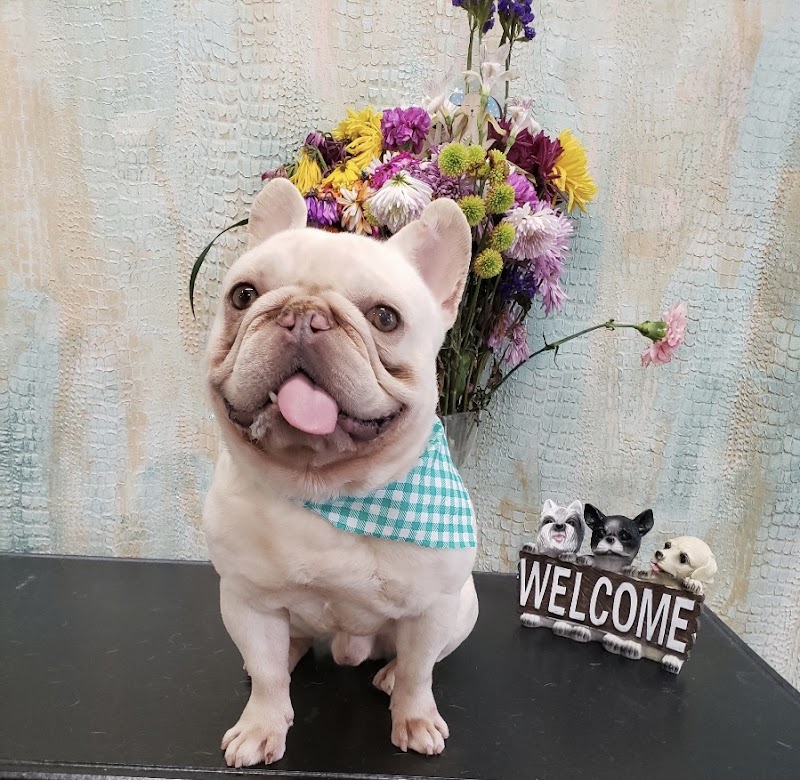 Best In Show Pet Spa & Wellness