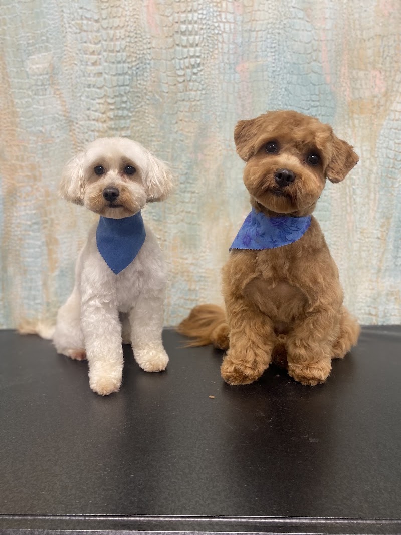 Best In Show Pet Spa & Wellness